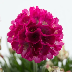 Armeria 'Abbey Deep Rose'